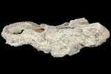 Cretaceous Rudist (Durania) Colony - Kansas #155961-3